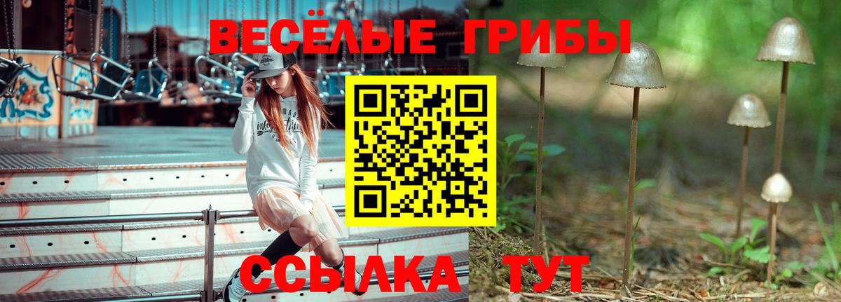Псилоцибиновые грибы Psilocybine cubensis Торжок